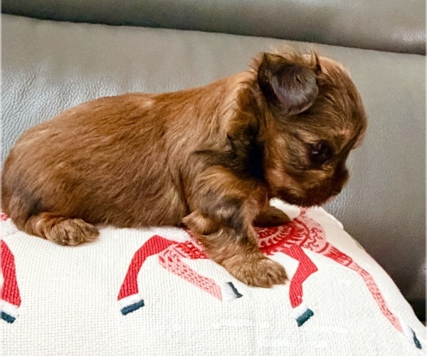 Medium Photo #10 Yorkshire Terrier Puppy For Sale in ROCKLIN, CA, USA