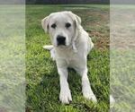 Small Great Pyrenees Mix