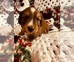 Small Photo #13 Dorgi Puppy For Sale in HURST, IL, USA