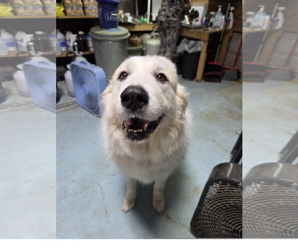 Medium Photo #3 Great Pyrenees Puppy For Sale in Tracy City, TN, USA