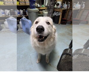 Miss Fuzzy Britches - Female Great Pyrenees Dog for Adoption - Photo #3