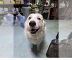 Small Photo #3 Great Pyrenees Puppy For Sale in Tracy City, TN, USA