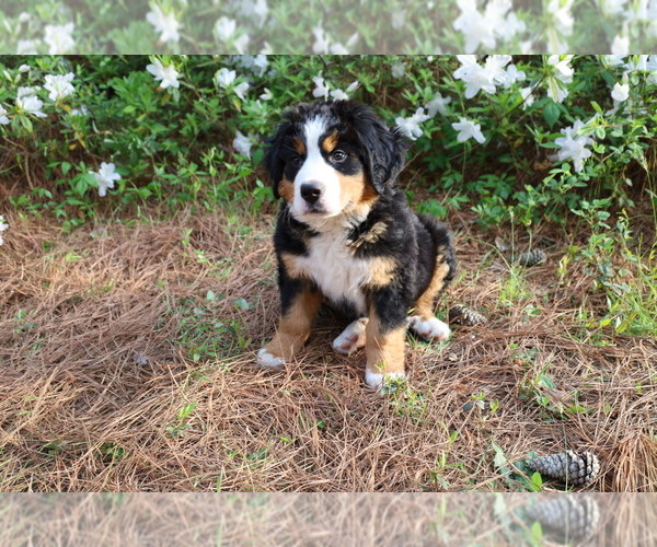Medium Photo #2 Bernese Mountain Dog Puppy For Sale in MIDDLESEX, NC, USA