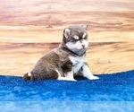 Small Photo #3 Pomsky Puppy For Sale in TAMPICO, IL, USA