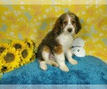 Small Photo #78 Bernedoodle-Poodle (Toy) Mix Puppy For Sale in BLACK FOREST, CO, USA
