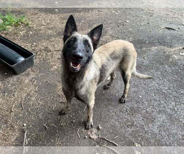 Medium Photo #2 Mutt Puppy For Sale in Imlay City, MI, USA