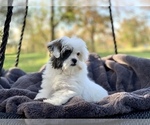 Small #12 Cavapoo