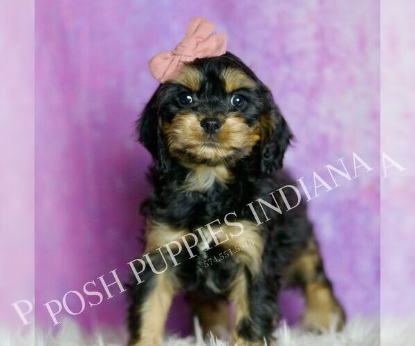 Medium Photo #18 Cavapoo (Miniature) Puppy For Sale in WARSAW, IN, USA