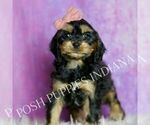 Small Photo #18 Cavapoo (Miniature) Puppy For Sale in WARSAW, IN, USA