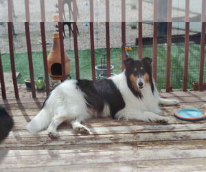 Collie Dogs for adoption in Pueblo West, CO, USA