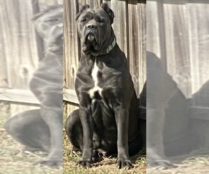 Mother of the Cane Corso puppies born on 03/17/2025