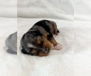Aussiedoodle Miniature  Puppy for sale in OKLAHOMA CITY, OK, USA