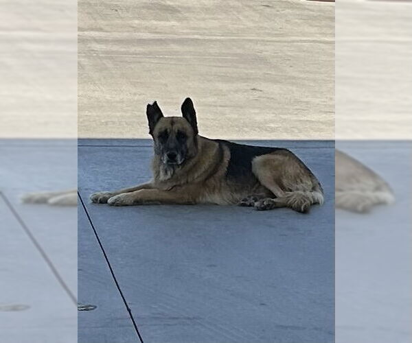 Medium Photo #1 German Shepherd Dog Puppy For Sale in HESPERIA, CA, USA