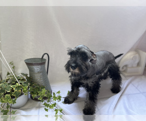Schnauzer (Standard) Puppy for sale in CHULA VISTA, CA, USA
