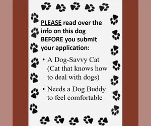 Hat Trick - Male Labrador Retriever-Unknown Mix Dog for Adoption - Photo #4