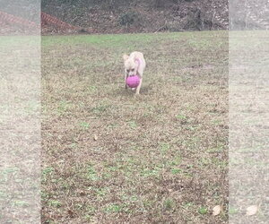 Monday - Female American Pit Bull Terrier-Staffordshire Bull Terrier Mix Dog for Adoption - Photo #3