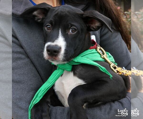 Medium Photo #5 Labrador Retriever-Retriever  Mix Puppy For Sale in Washington, DC, USA