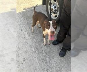 American Pit Bull Terrier Dogs for adoption in Houston, TX, USA