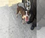 Small American Pit Bull Terrier