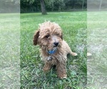 Small #13 Poodle (Miniature)