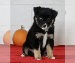 Miniature Australian Shepherd Puppy for sale in FREDERICKSBURG, OH, USA