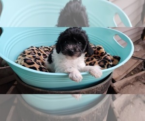 Maltipoo Puppy for sale in MODESTO, CA, USA