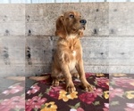 Small #9 Golden Retriever