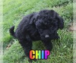 Small Photo #3 Poodle (Miniature) Puppy For Sale in jasper, AR, USA