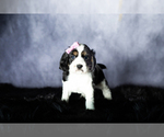 Small Photo #5 Cocker Spaniel Puppy For Sale in MILLERSBURG, IN, USA