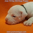 Small Photo #205 Dogo Argentino Puppy For Sale in JANE, MO, USA