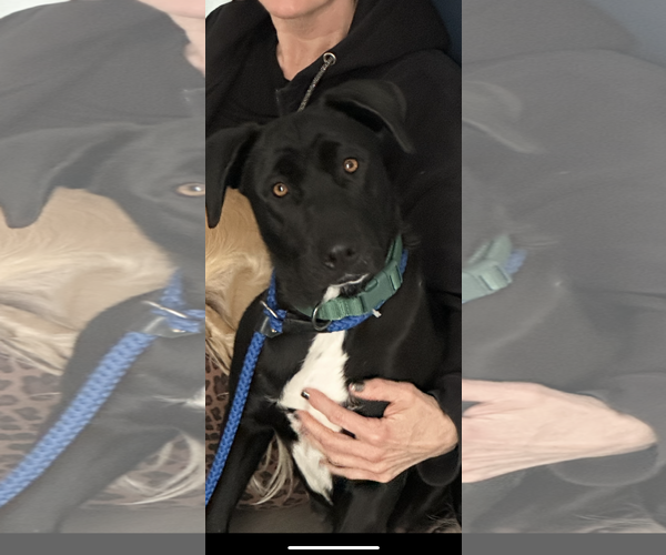 Medium Photo #6 Labrador Retriever-Unknown Mix Puppy For Sale in San Diego, CA, USA