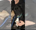 Small #5 Labrador Retriever Mix