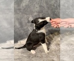 Small Photo #5 Border Collie Puppy For Sale in LECOMA, MO, USA