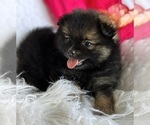 Small #6 Pomeranian