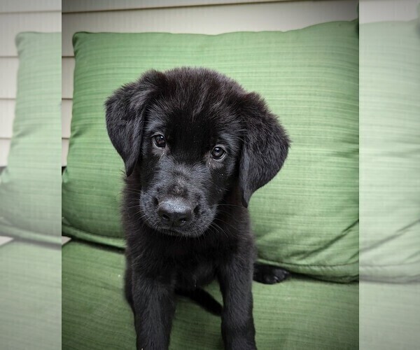 Medium Photo #7 Golden Shepherd Puppy For Sale in GREENCASTLE, PA, USA