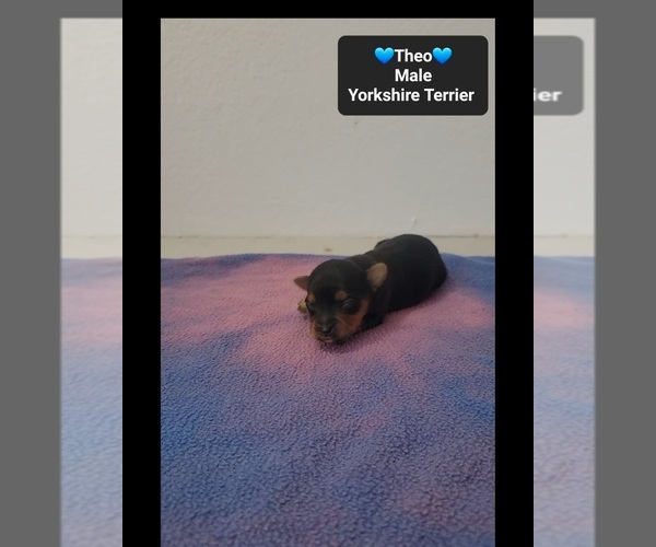 Medium Photo #3 Yorkshire Terrier Puppy For Sale in TUCSON, AZ, USA