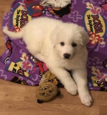 Great Pyrenees Puppy for sale in WATERTOWN, WI, USA