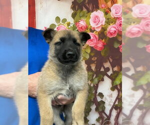 German Shepherd Dog Dogs for adoption in San Bernardino, CA, USA