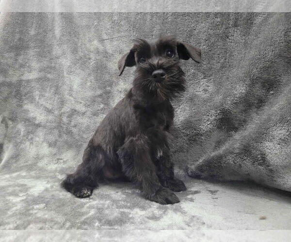 Medium Photo #1 Mutt Puppy For Sale in Lincolnwood, IL, USA