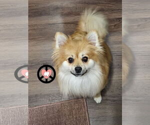 Pomeranian Dogs for adoption in Lebanon, PA, USA
