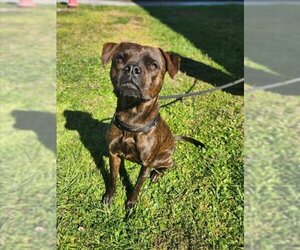 Boxer-Unknown Mix Dogs for adoption in Vero Beach, FL, USA