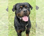 Small Rottweiler Mix