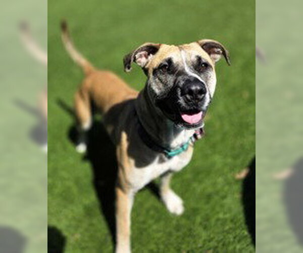 Medium Photo #1 Labrador Retriever Puppy For Sale in Salinas, CA, USA