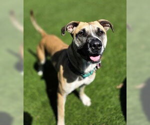 Labrador Retriever Dogs for adoption in Salinas, CA, USA