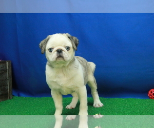 Pug Puppy for sale in HICKORY, NC, USA