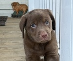 Small #4 Labrador Retriever