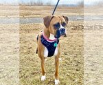 Small Photo #1 Boxer Puppy For Sale in Dumont, NJ, USA