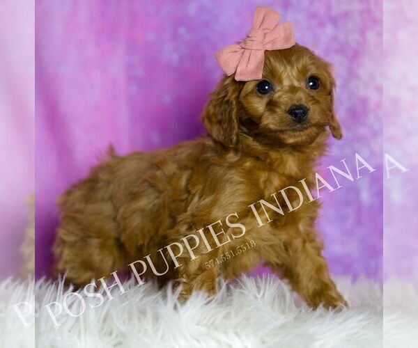 Medium Photo #1 Cavapoo (Miniature) Puppy For Sale in WARSAW, IN, USA