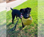 Small #17 Labrador Retriever Mix