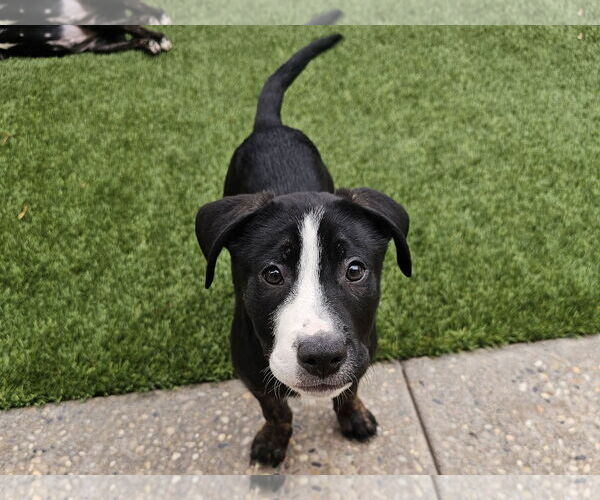 Medium Photo #4 German Shepherd Dog-Unknown Mix Puppy For Sale in Mission Viejo, CA, USA